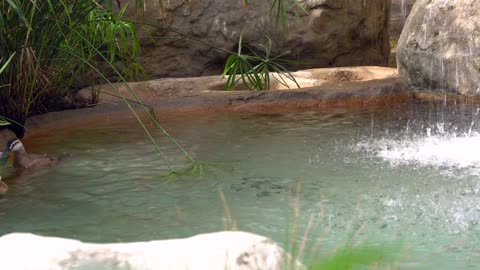 CatTV: Take your Cat to Safari Park San Diego, Duck Pond