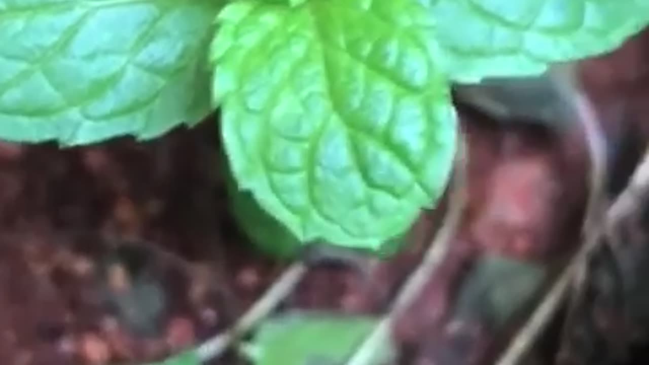 Fresh Mint Leaves 🍃