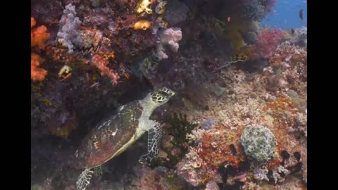 turtle feeding on colorful corals in Misool