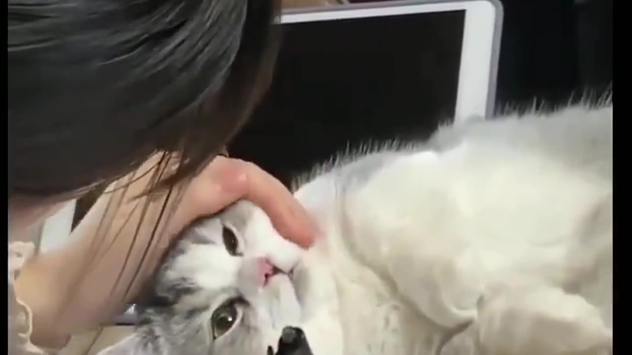 The best cat videos