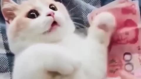 cat being weird but cute