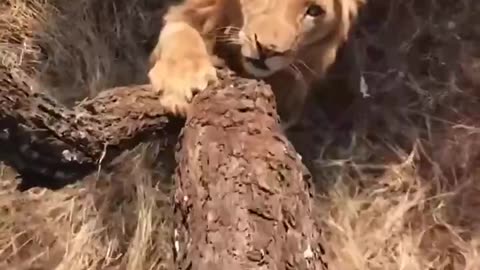 Climbing Tree To Escape Lions