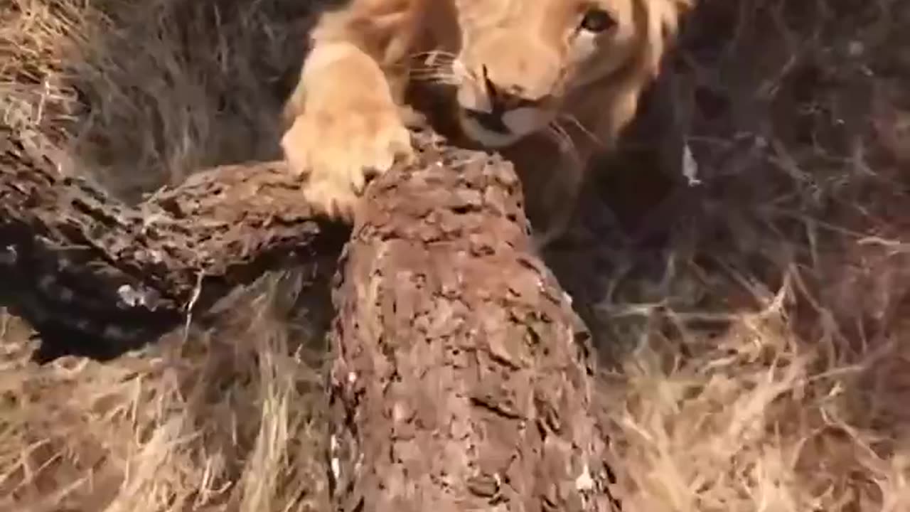 Climbing Tree To Escape Lions