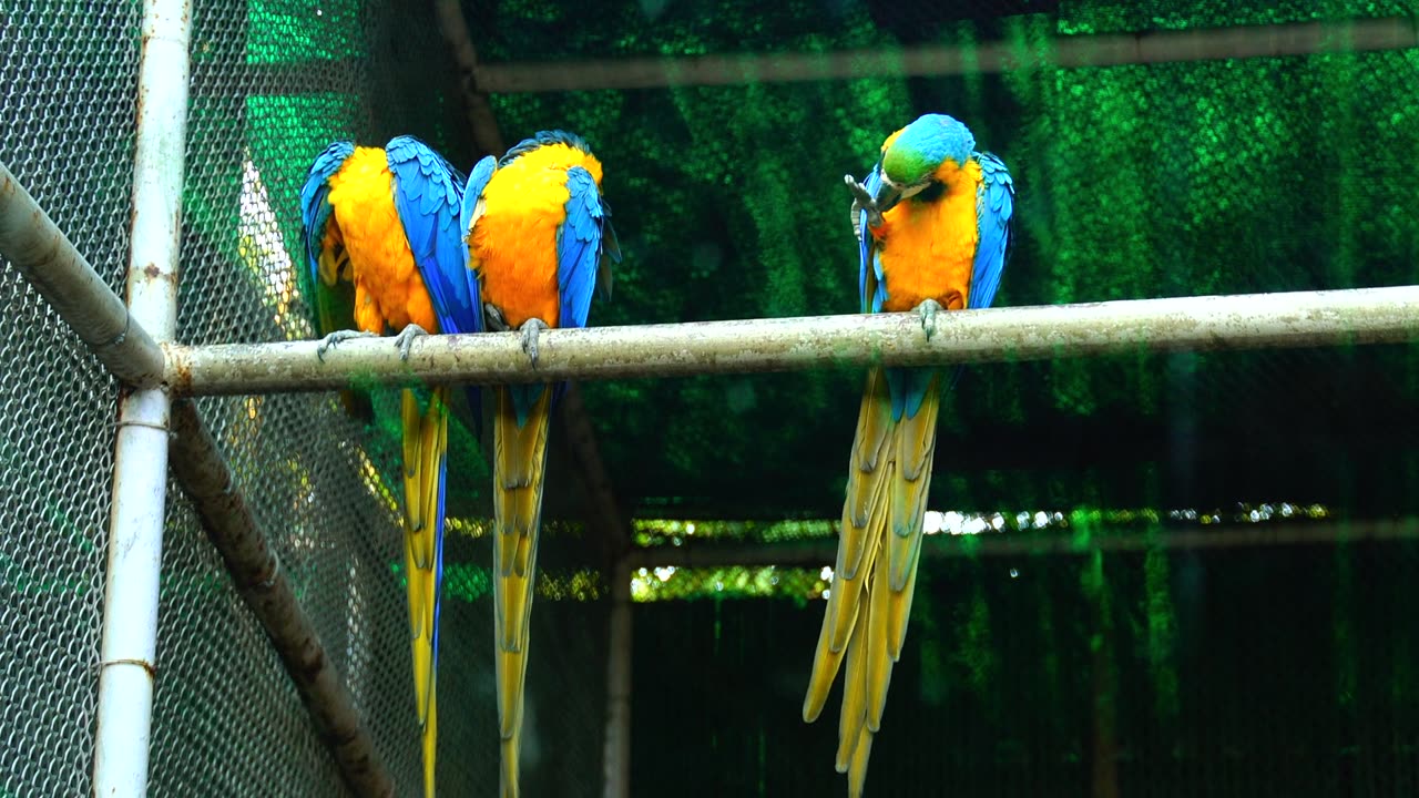 beautiful brazilian macaws
