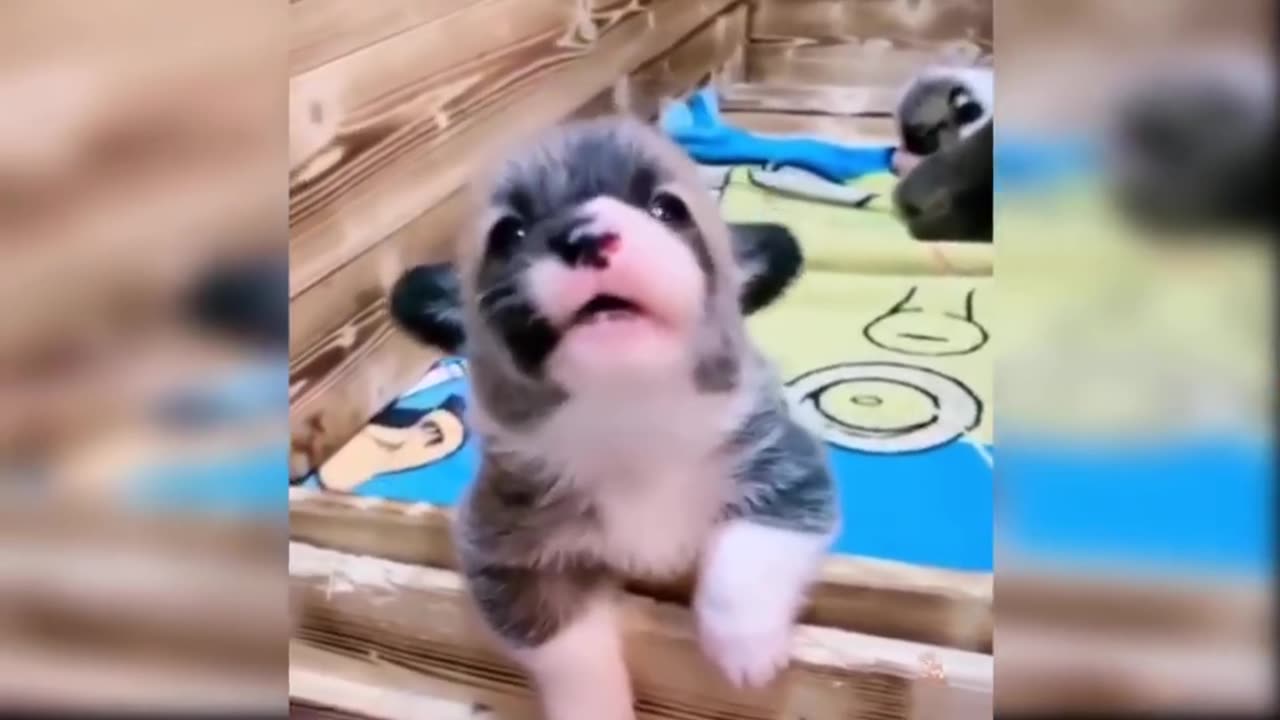 As long as you don't abandon the puppy,