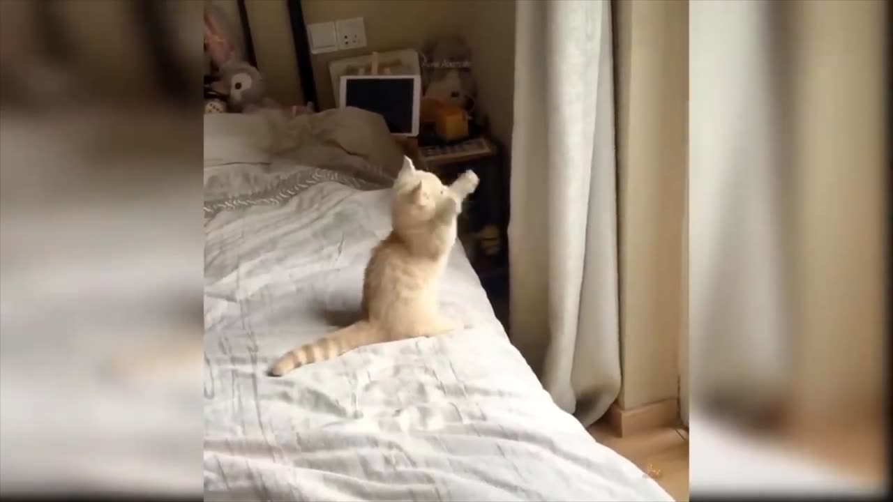 Cat Video PLay