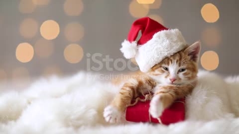 Cat Santa Claus