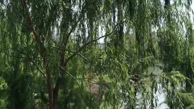 Green trees are growing by the river