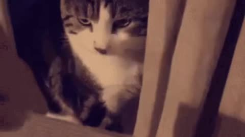 Cute Cat Gif