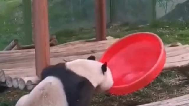 This panda is so smart! Worthy of being a national treasure!