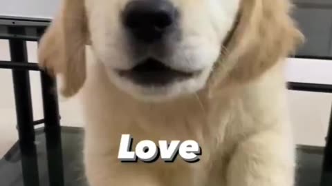 Dog Can Speak I Love You ❤️❤️