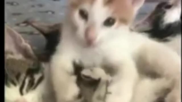 funny pets vol 6 2022 pets having fun