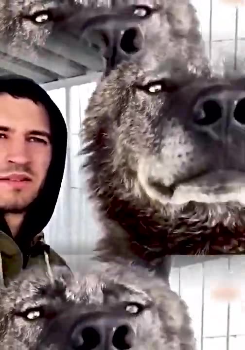 FUNNY ANIMALS VIDEOS TRY NOT TO LAUGH 🤣 FUNNY CATS FUNNY DOGS CUTEST ANIMALS