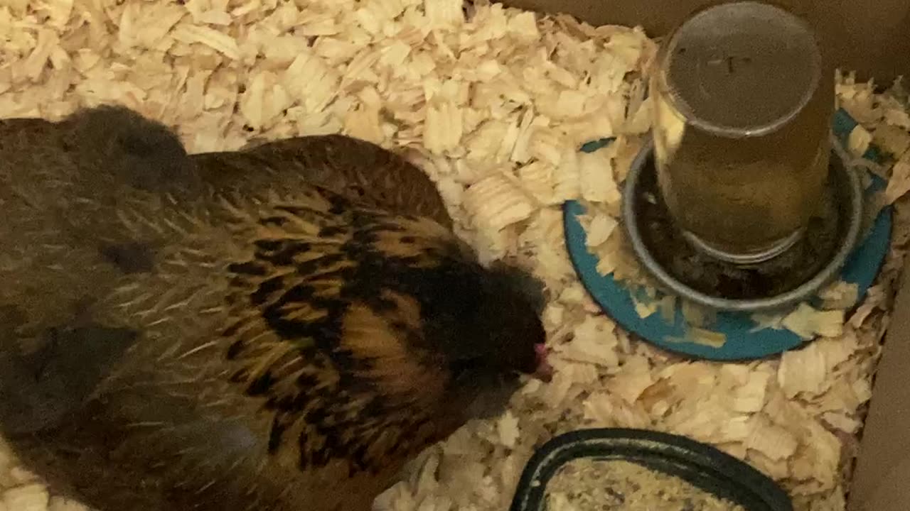 Broody Hen Tales with Chris P. Chicken: Checking in on Day 3