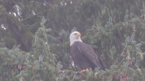 Bald Eagle