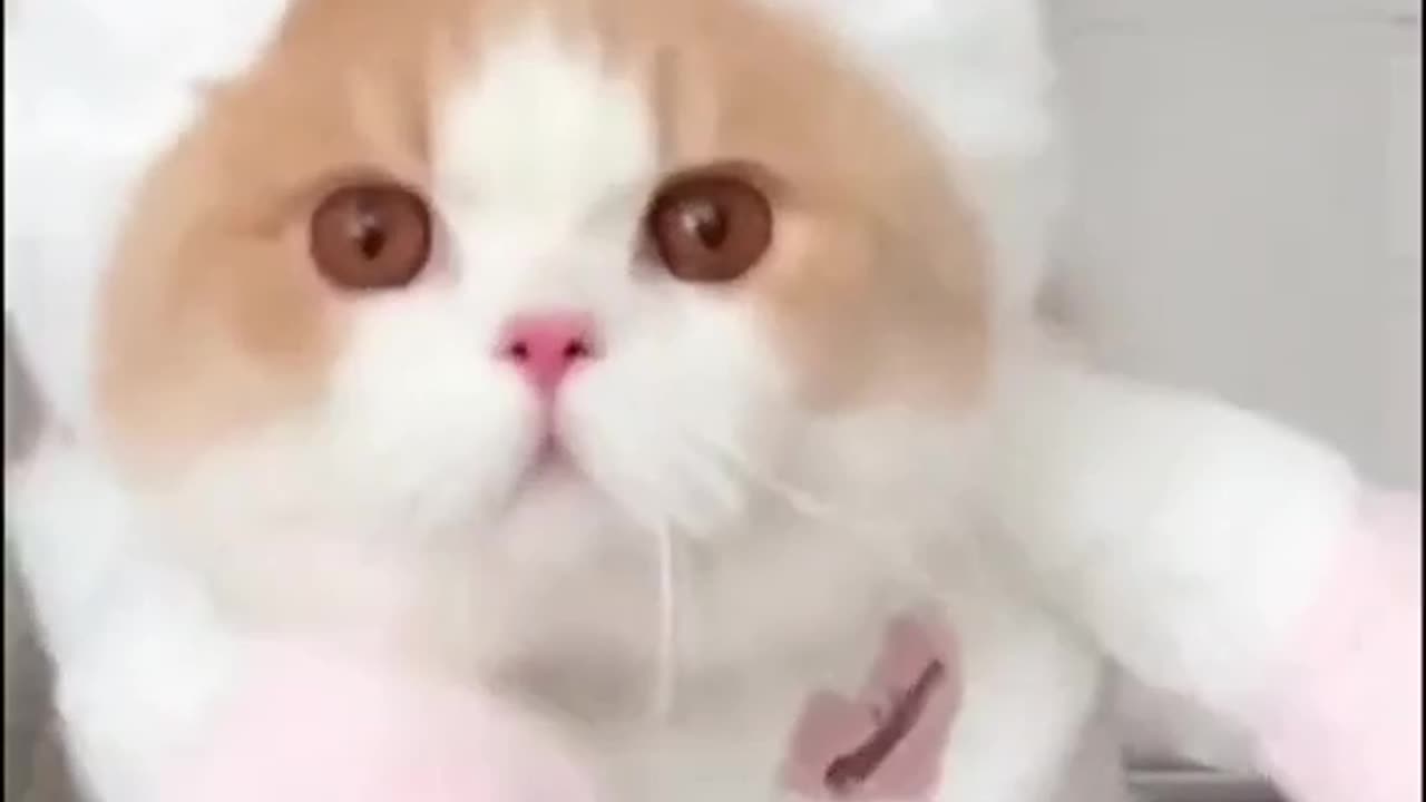 Adorable Cat Shows Off Outfits