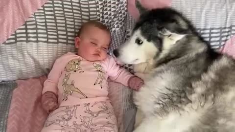 Baby Refuses To Go To Sleep Without Her Husky By Her Side!!😭. [CUTEST VIDEO EVER!!]