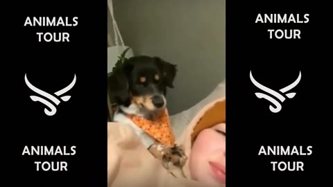 Funny pets, including cats, dogs, and other animals