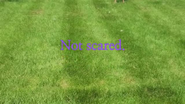 Puppy meets deers!