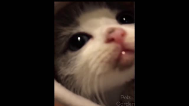 💕Super Cute Cats and Dogs Compilation 2021💕