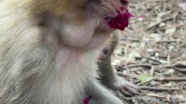 Monkey eating dragon fruit