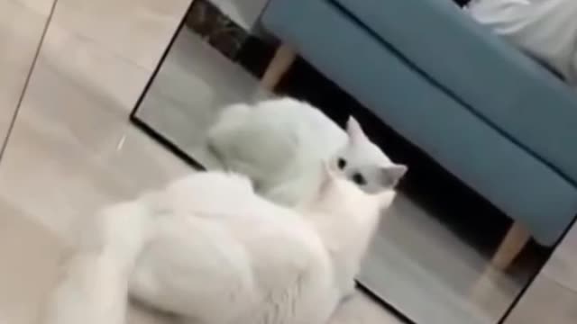 Cute dog and cat funny video