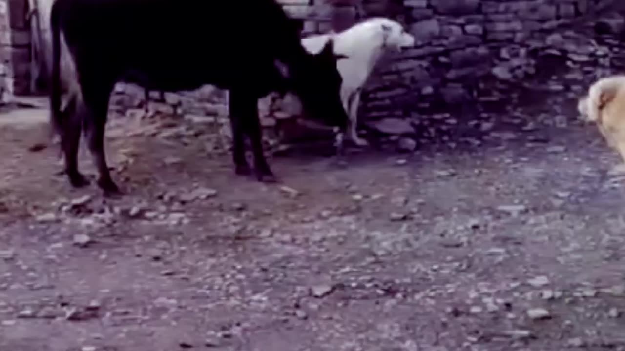 Cow lover dog