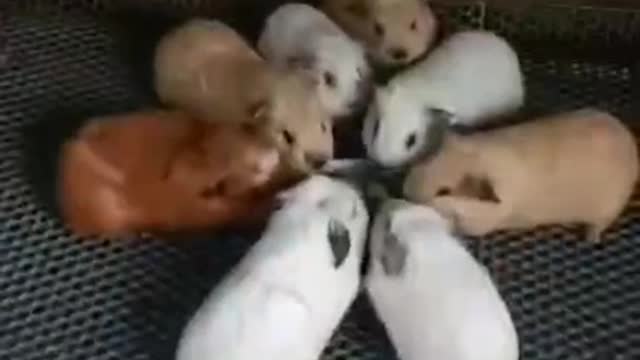 The rabbit eats