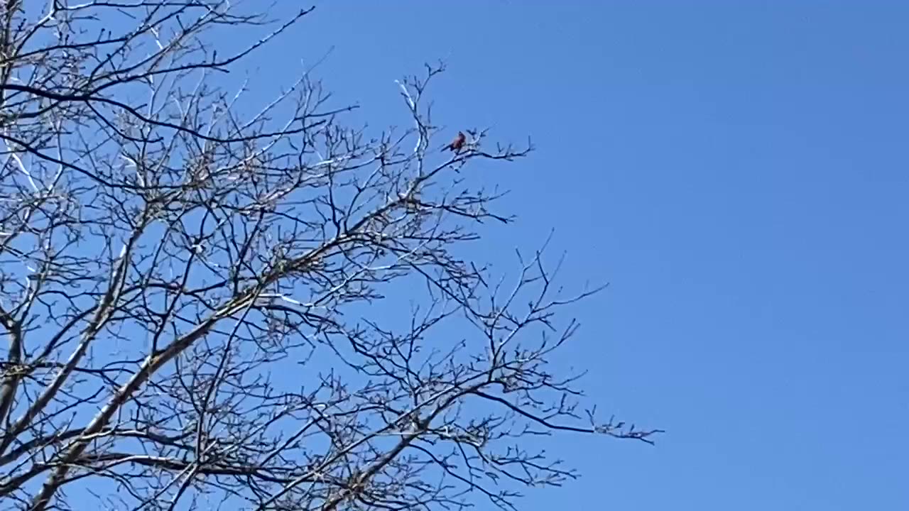 Northern cardinal