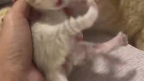 Mother Cat_s Protective Instinct_ Watch as She Stops Owner From Checking Newborn Kitte