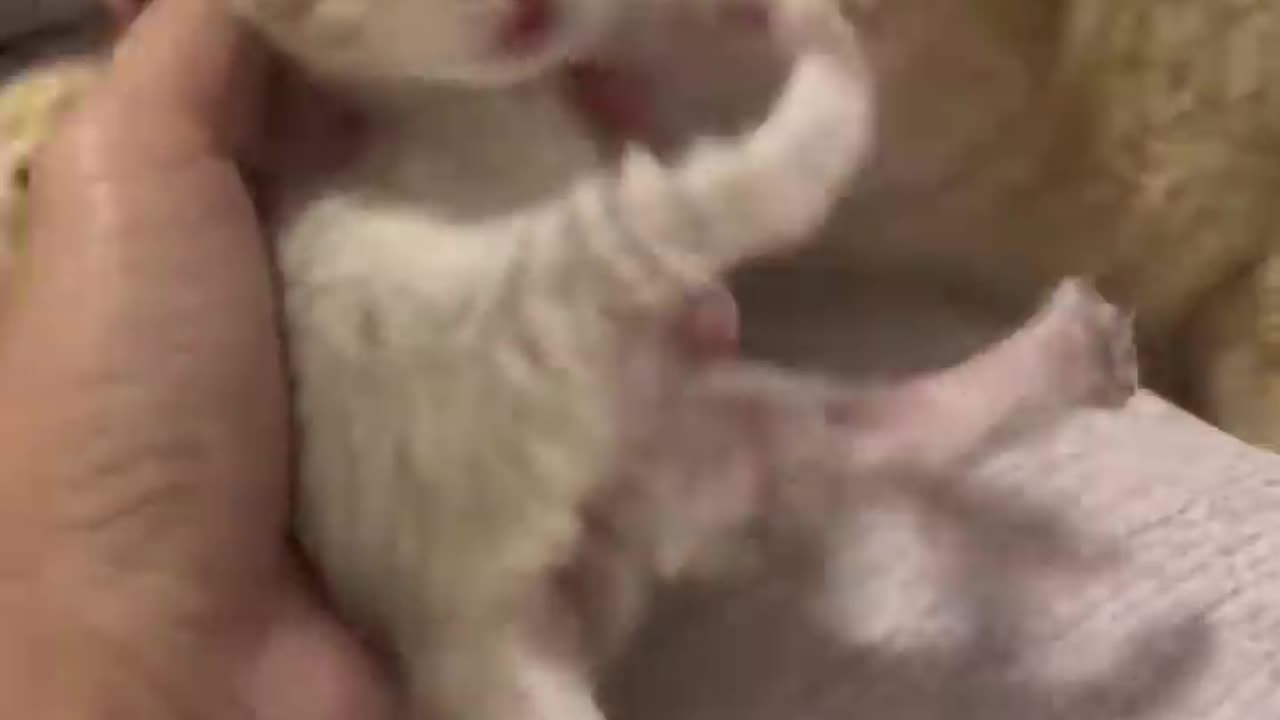 Mother Cat_s Protective Instinct_ Watch as She Stops Owner From Checking Newborn Kitte