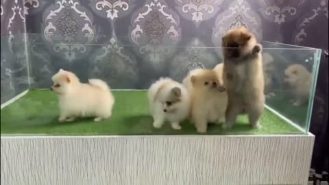 pomeranian tea cup dogs