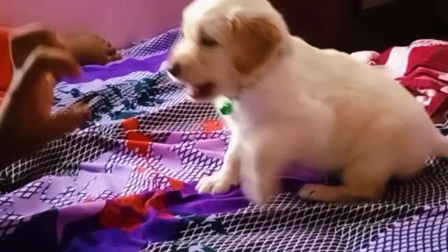 |Furious Puppy attacking owner | #puppies | #funnydogs