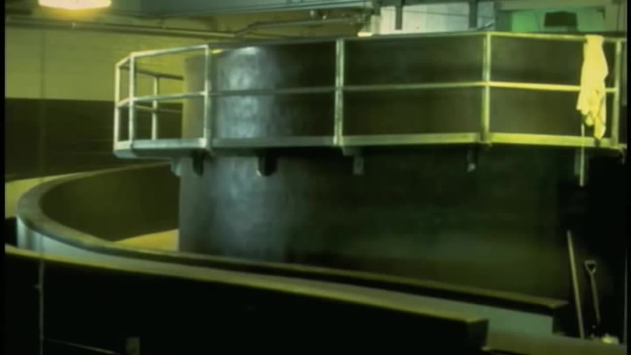 Cattle slaughter facility designed to make cows think there is a way out