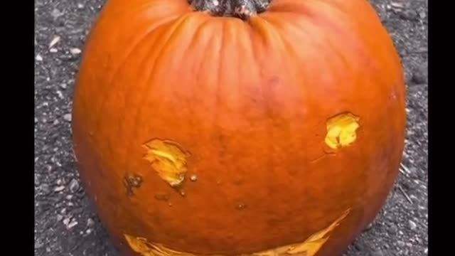 Let The Chickens Carve Your Pumpkin