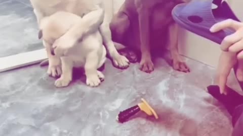 Dog's love for Baby dog