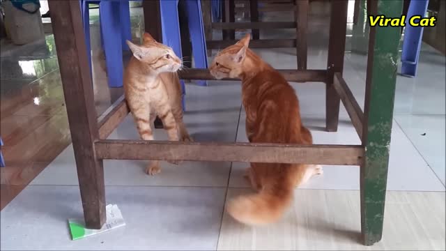 Cats Fighting and Meowing - These Two are Bloody Brothers Viral Cat