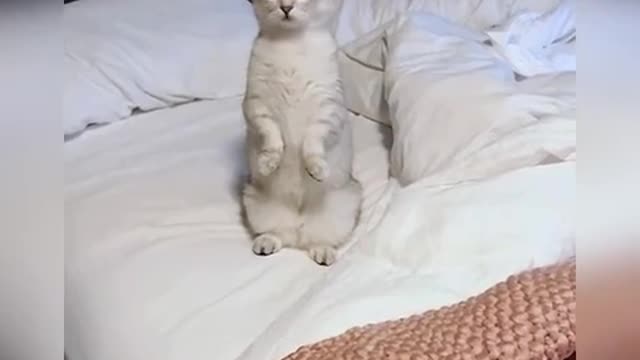 Shocked cat "new"