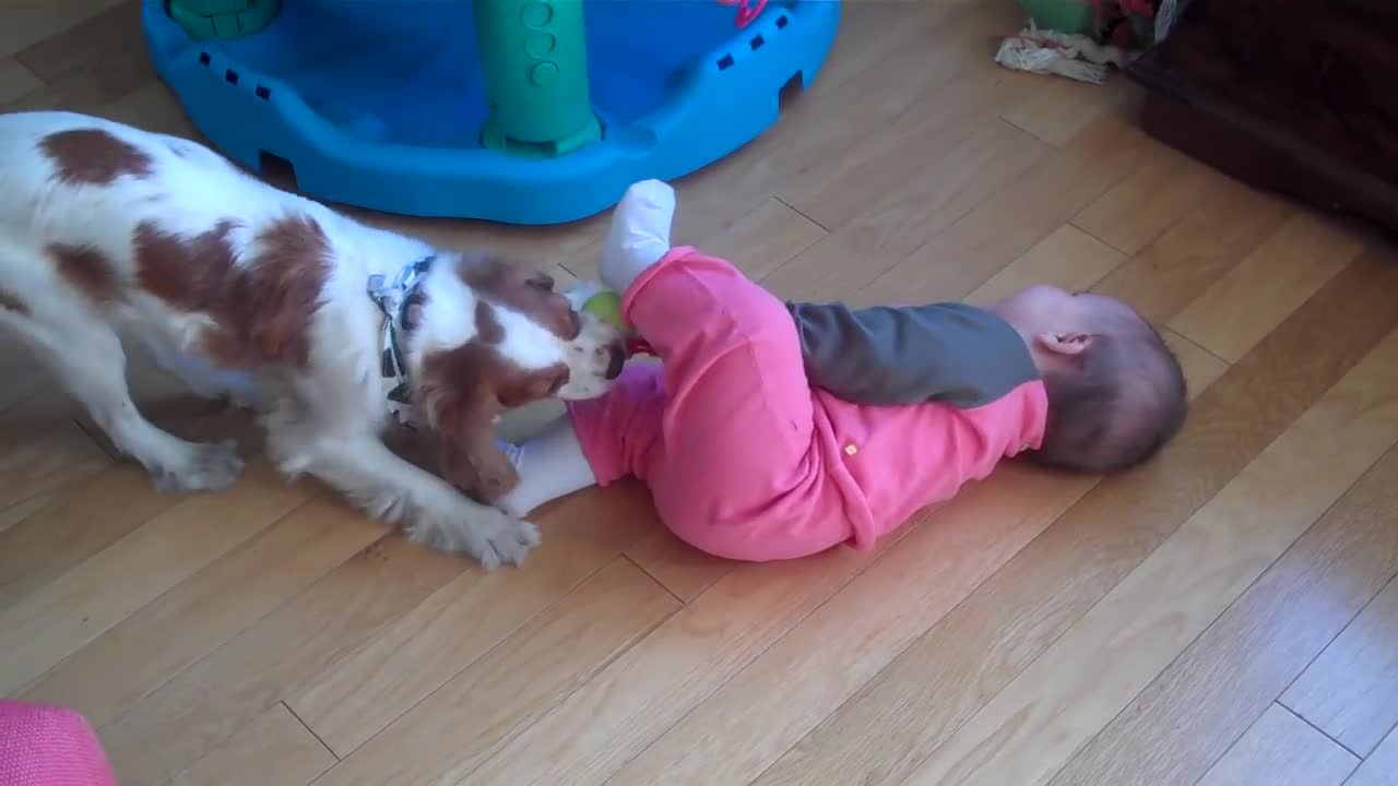 Dog vs baby funny video