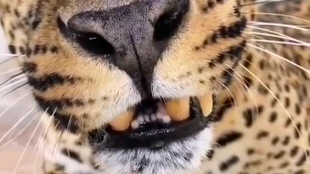 The leopard shows his teeth. Are you afraid of animals