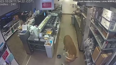 Deer decides to deer-run through a restaurant