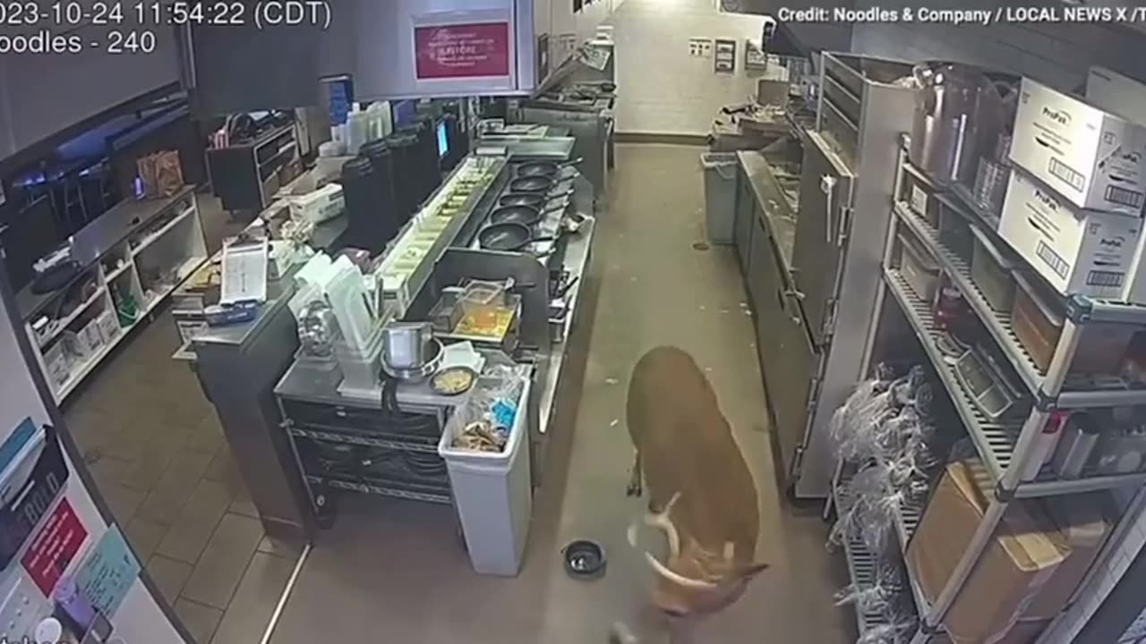 Deer decides to deer-run through a restaurant