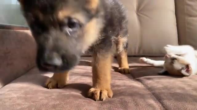 German Shepherd Puppy and Kitten Playing [TRY NOT TO LAUGH]