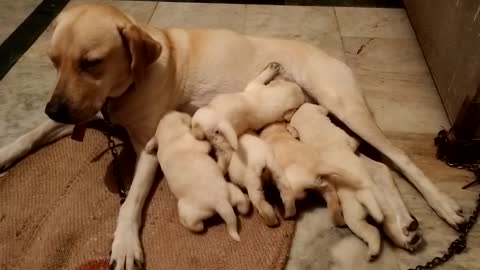 Labrador dog puppy..