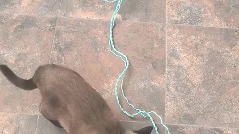 Siamese cat
