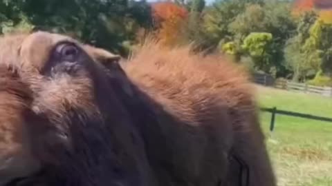 Funny animals videos/dogs and cats funny playing each other