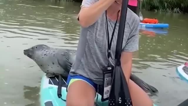 Friendly seal swims up to family of paddle boarders in West Sussex