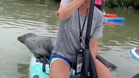 Friendly seal swims up to family of paddle boarders in West Sussex