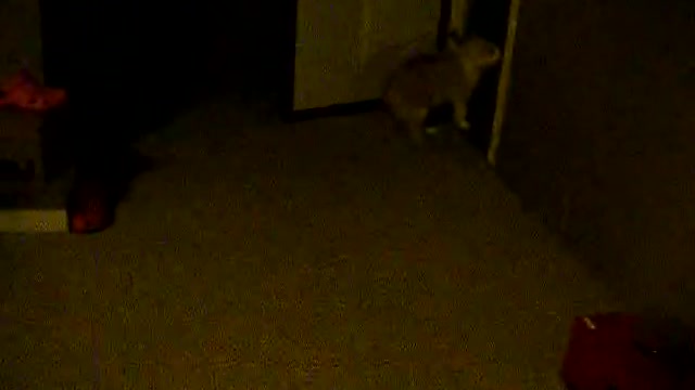 My cat talking to another cat