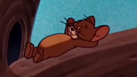 Tom and Jerry Cartoon